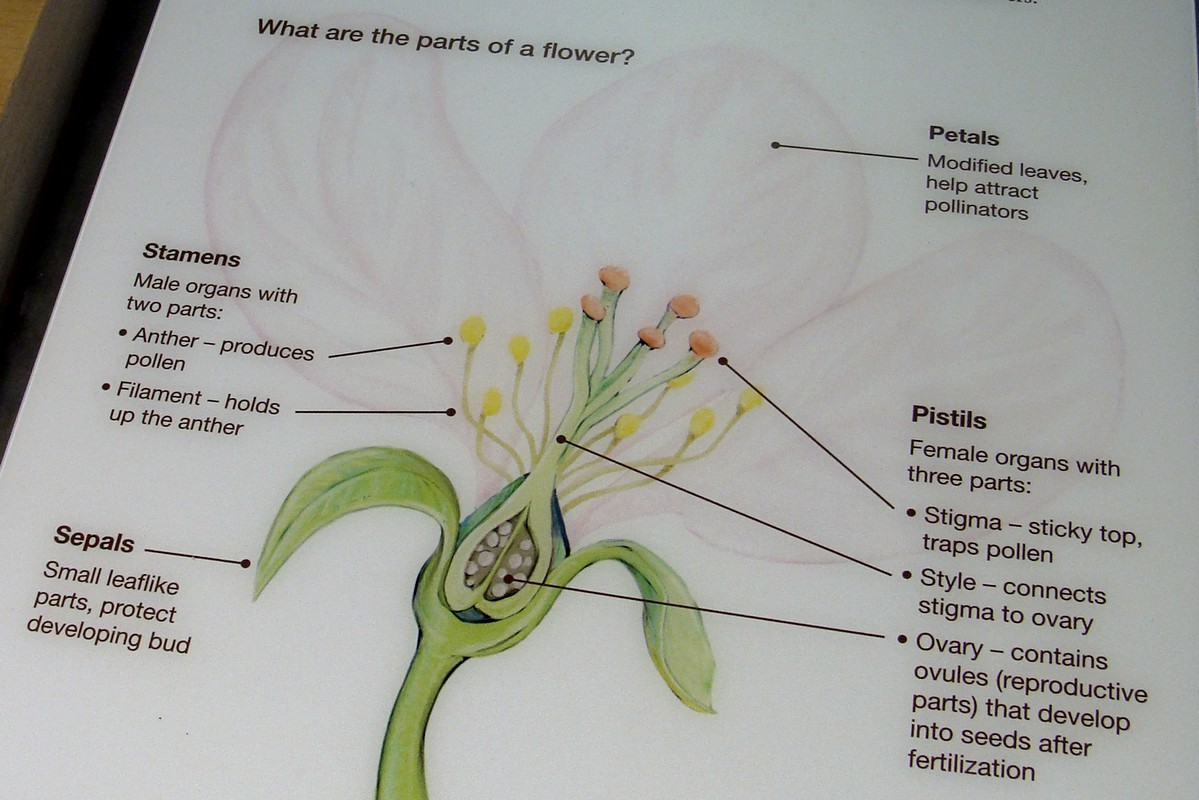 Flower parts